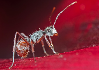 Macro Photo of Tiny Ant on Red Petal of Flower