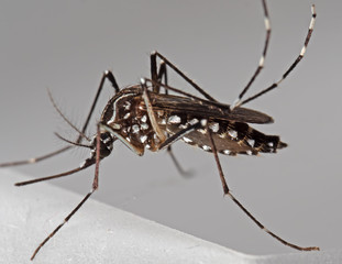 Macro Photo of Yellow Fever Mosquito Isolated on Background