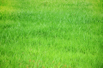 Fototapeta na wymiar Meadow green nature for background