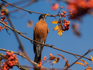 American Robin (Turdus migratorius) perched among orange berries in a Mountain Ash Tree in the Autumn