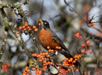 American Robin (Turdus migratorius) perched among orange berries in a Mountain Ash Tree in the Autumn