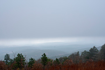 foggy morning in the forest