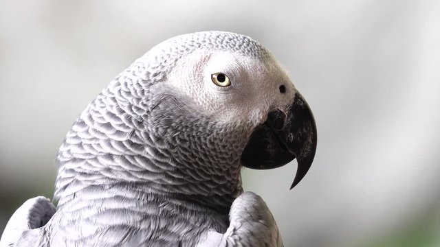 4K afrigan grey parrot bird pet animals wildlife nature 