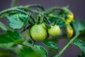 green tomatoes with leaves