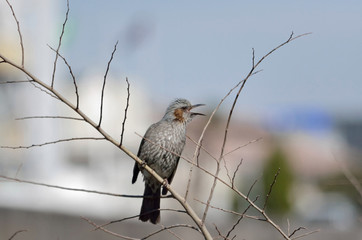 brown-eared bulbul on branch