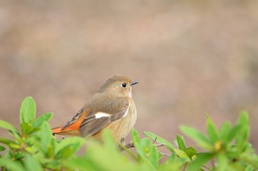 Daurian redstart on branch