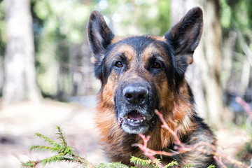 Dog German Shepherd in the forest in an early spring