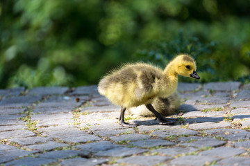 Young canadian goose