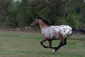 Apaloosa gallop