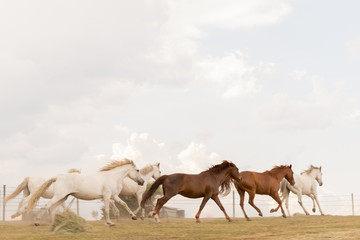 Free Range horses