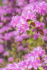 Close -up of pink blooming rhododendron branches in spring