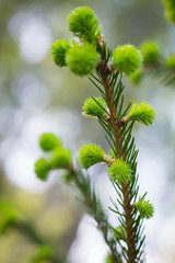 green fluffy twigs of spring high coniferous tree