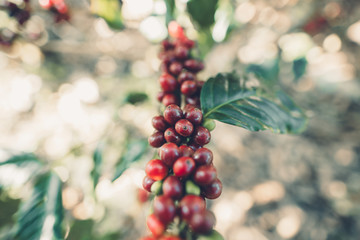 Red cherry coffee beans Arabica In nature