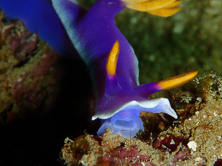 The beauty of underwater world in Sabah, Borneo.