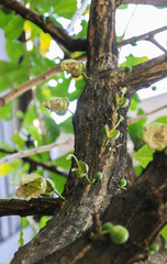 Wild calabash at garden