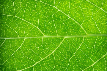 Green leaves background. Leaf texture