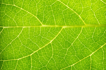 Green leaves background. Leaf texture