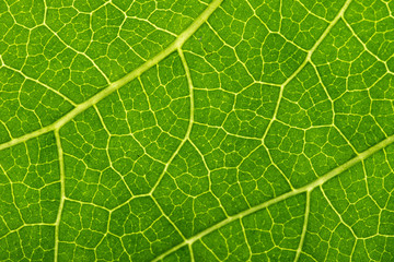 Green leaves background. Leaf texture