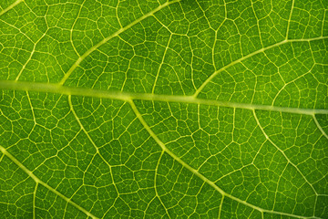 Green leaves background. Leaf texture