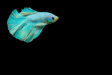 Siamese fighting fish,beautiful fish aquatic animals