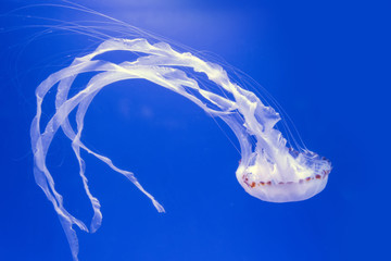 Chrysaora pacifica, poisionous jellyfish