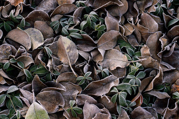 Leaves on a forest glade in the morning frost after a frosty night. Concept of the first frost, winter comes. Flat lay, top view