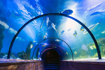 Fototapety  Underwater tunnel in oceanarium