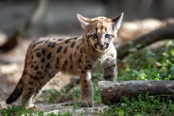 Foto auf Acrylglas Baby Puma, Berglöwe oder Puma © byrdyak