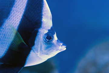 Moorish idol swimming in the aquarium