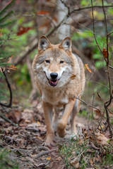 Wolf in autumn forest