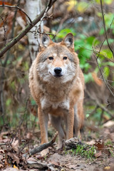Wolf in autumn forest