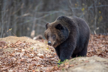 Fototapeta premium Bear in autumn forest