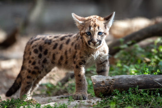 Eastern clearance puma babies