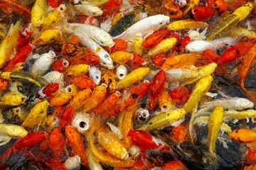 Many carp Colorful swimming pond filled with red, orange, yellow and white.