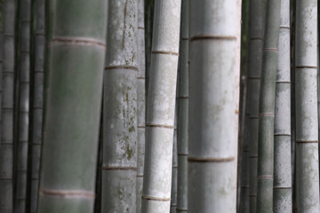 bamboo close up