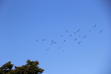 青空に飛ぶ鳩達(宮城県)