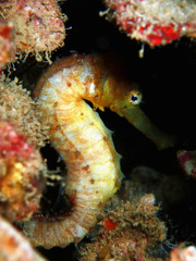 The beauty of underwater world in Sabah, Borneo.