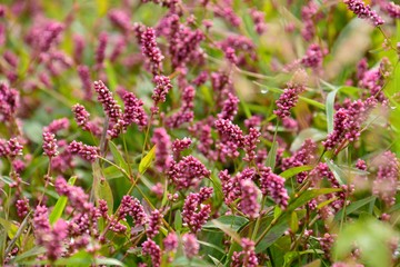 雑草のタデも可愛い花を咲かせる