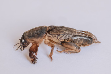 Mole cricket (Gryllotalpa gryllotalpa) on white and colored background. Scary images of a close-up of insects. Selective focus, tilt shift lens