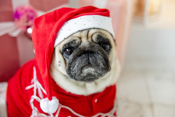 pug in santa costume sitting under christmas tree with gifts