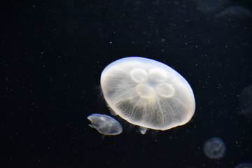 jellyfish in water