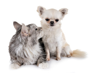 maine coon cat and chihuahua