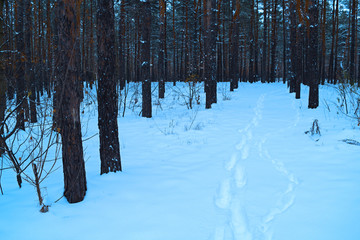 View of the road with traces of snow in the winter pine forest.