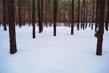 Snowy winter pine forest. Nature and many plants.