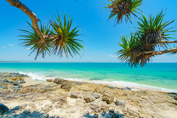 Noosa National Park on a perfect day with blue water and pandanus palms on the Sunshine Coast in Queensland