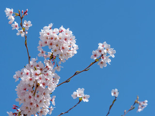 桜の花と青空