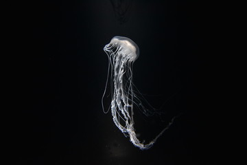 jellyfish on black background