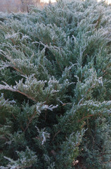 Fototapeta na wymiar Frozen needles of juniper, texture. Icy festive background. Close-up.