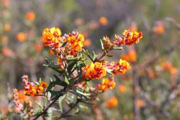 Gastrolobium polystachyum a wildflower endemic to Western Australia and poisonous to non native animals