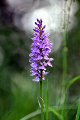 Orchidee im Ortelsbruch